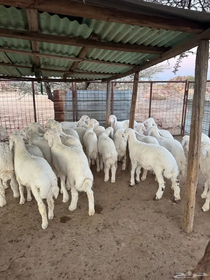 بهم قطعه وشكل فاخر 0