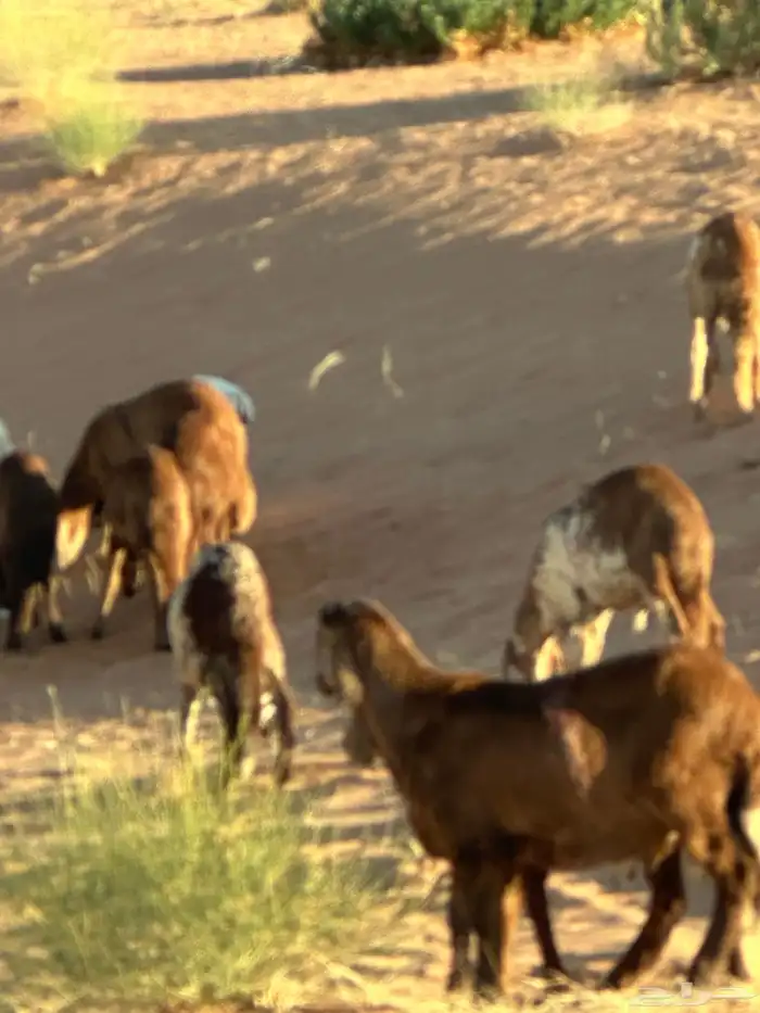 سواكن تنصفط للقناي العدد 30 87