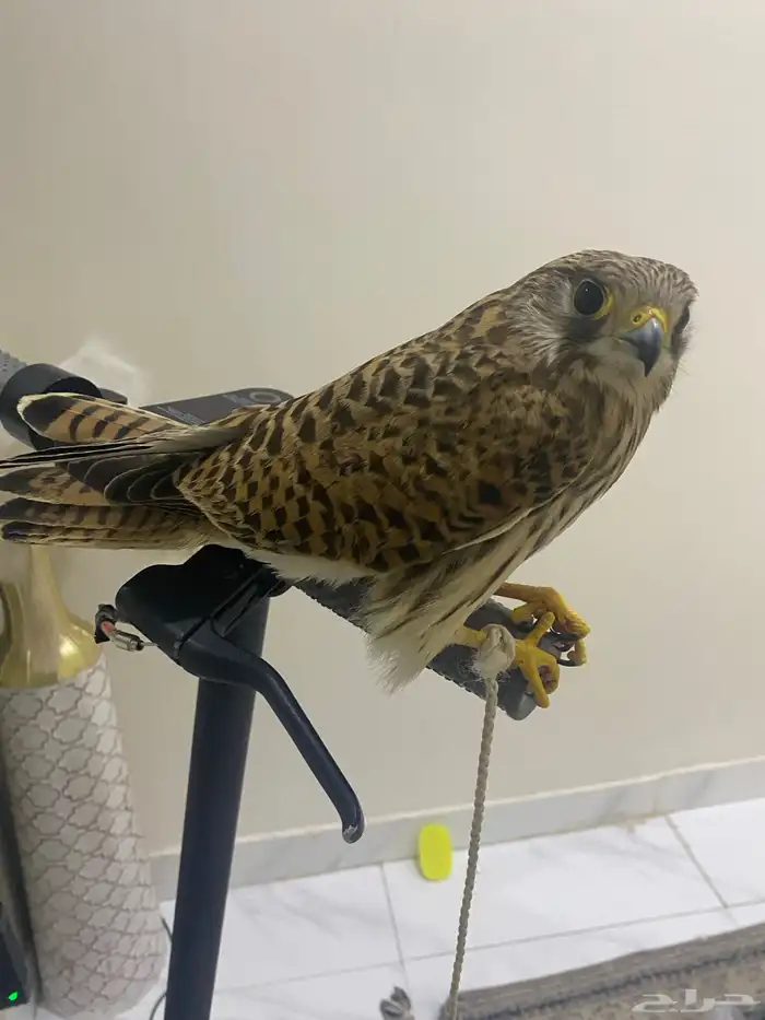 للبيع باش مدرب35 5