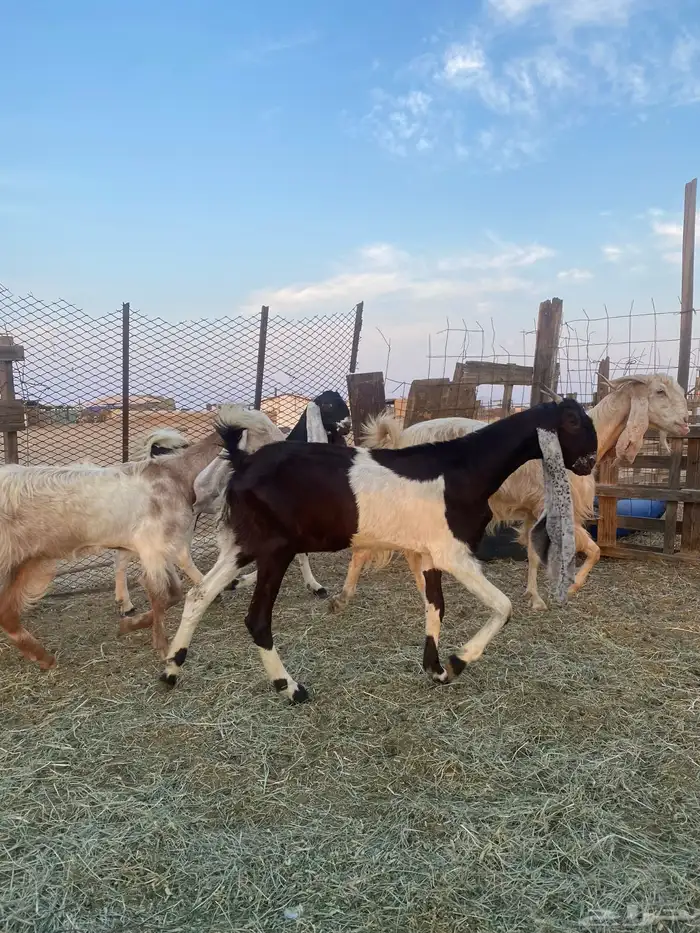 للبيع معزا مشاريك وهولنديه صنف الصنف 12