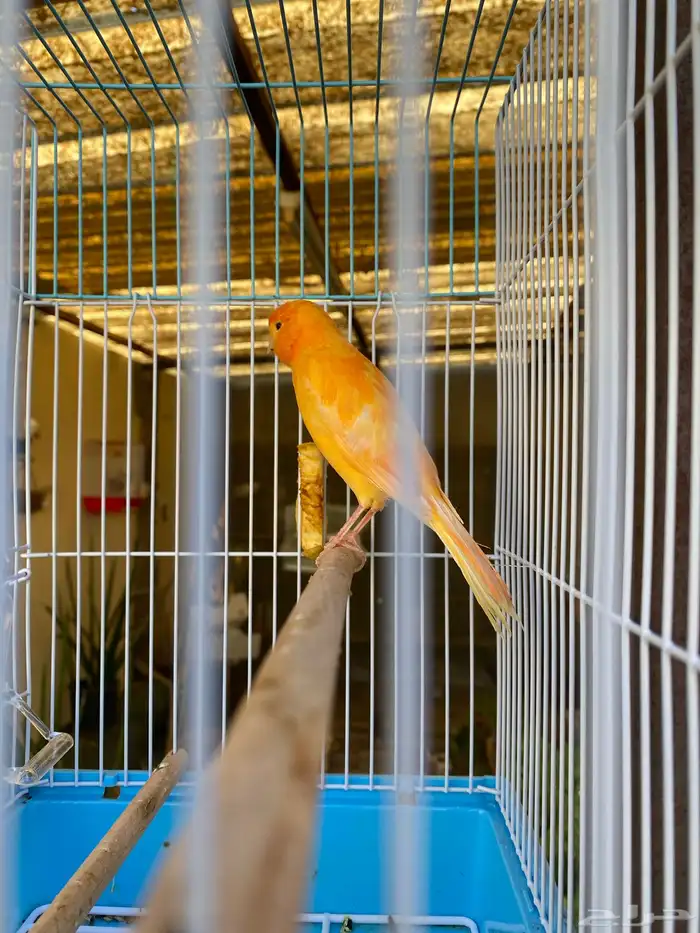 وصول دفعه من الكناري 1