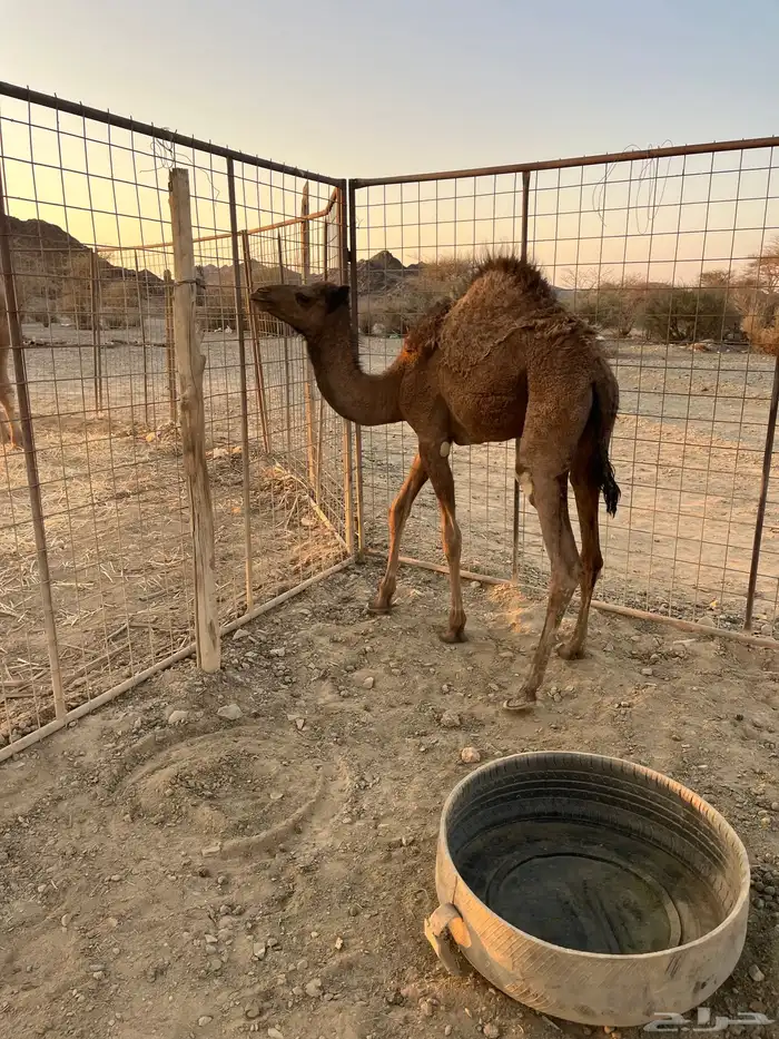 للبيع بكره ع حليب 3