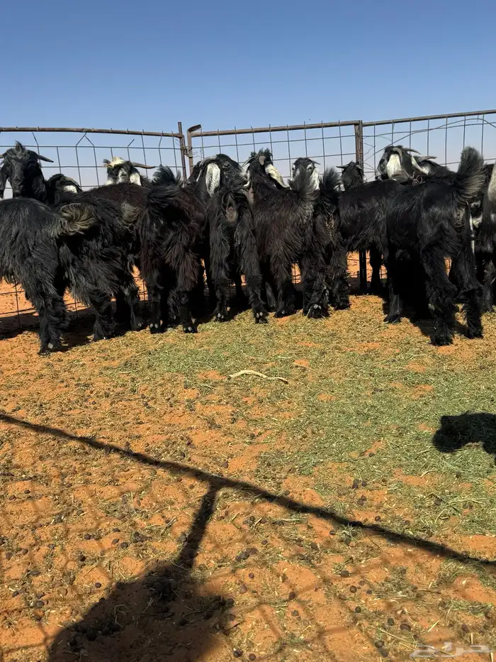 تيوس للبيع 10