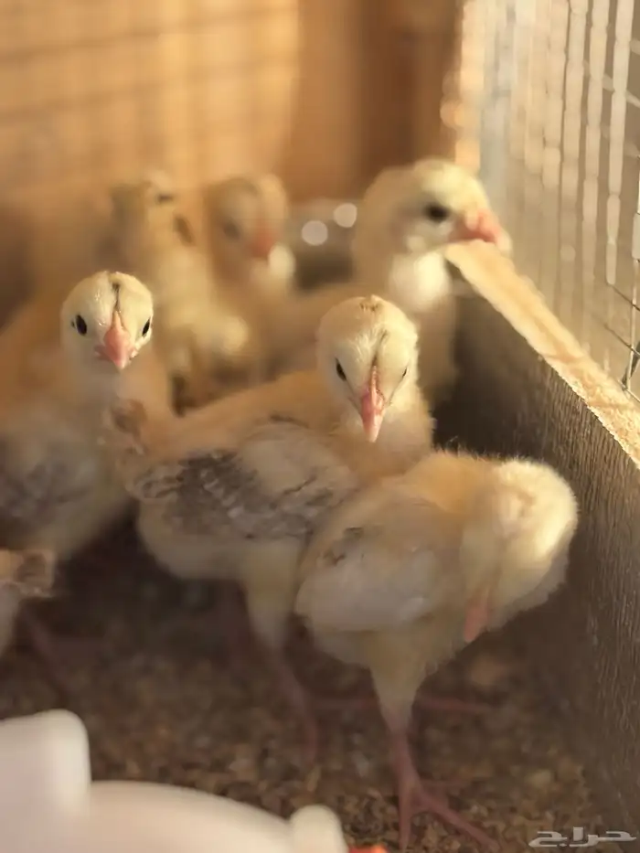 صوص بلدي فواتح 5