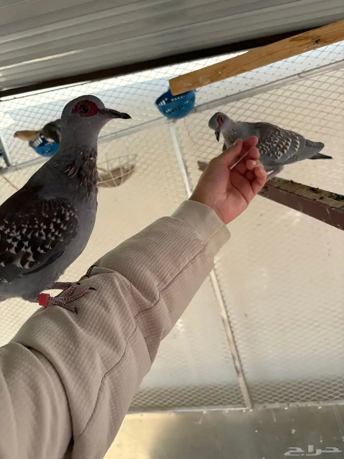 حمام افريقي 0