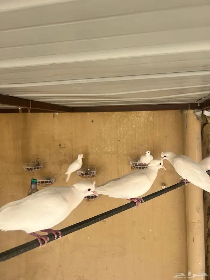 حمام قمري قماري ياكريم 2