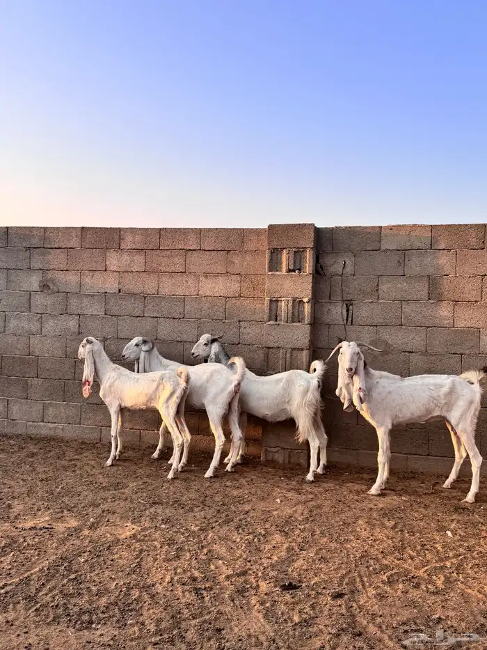 للبيع معزاء دفيع شبب 5