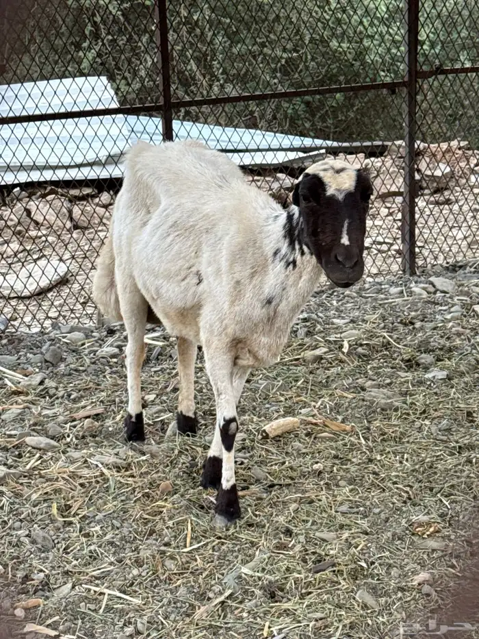 نعجه رفيديه 2