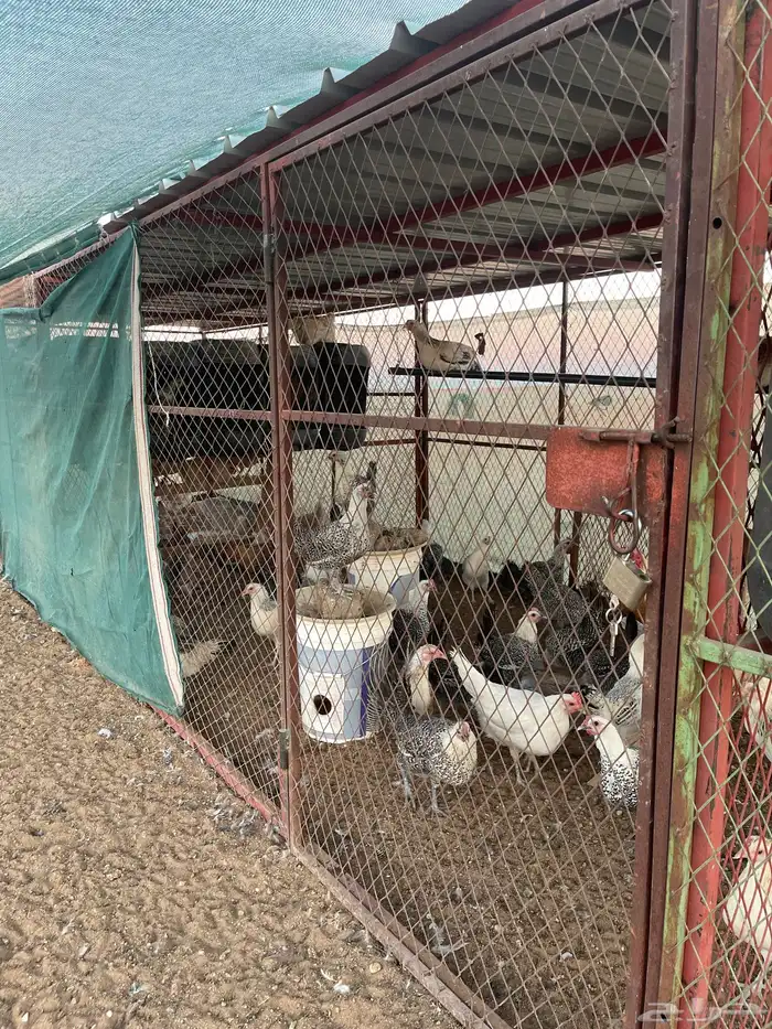 دجاج العدد 150 الصحه والبيض شرط 1