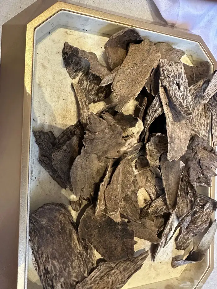 عود سيلاني قديم غابة ادمز ( تم البيع ) 1