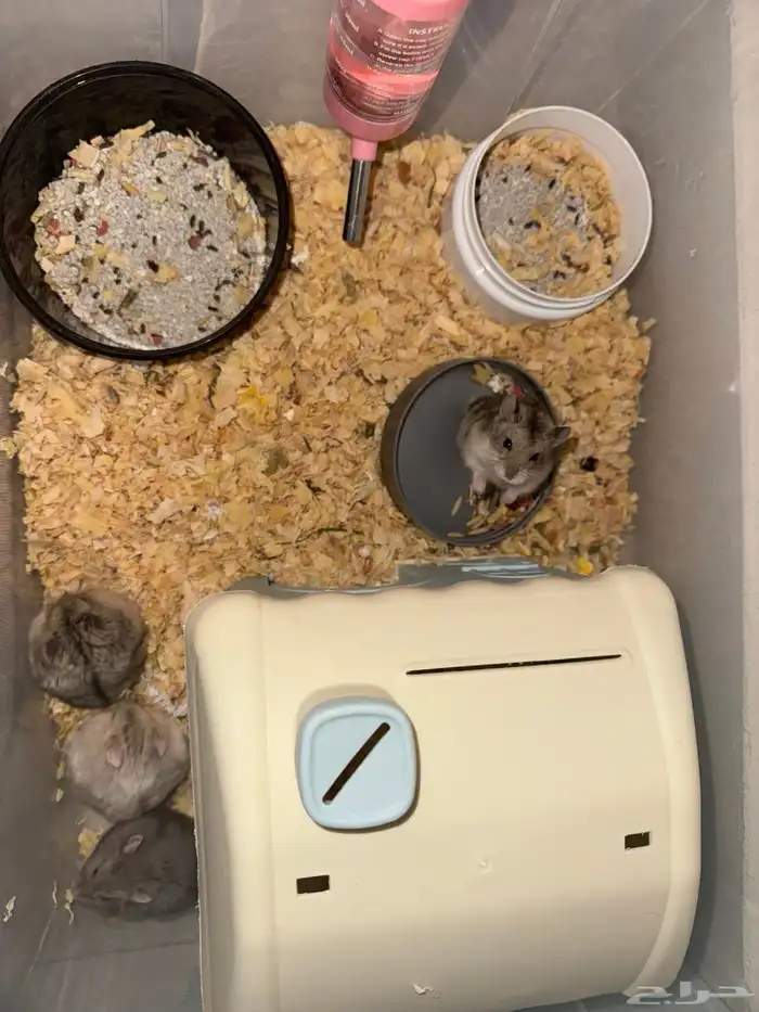 هامسترات للبيع الحبه 25   كلهم ذكوره اليفين والصحه فل الفل 1