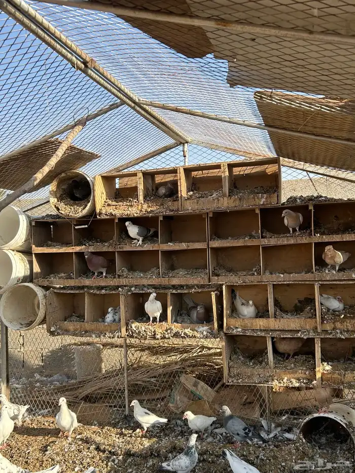 السلام عليكم للبيع حمام مهجن سلفر فرنسي على السوووم الجوز 7