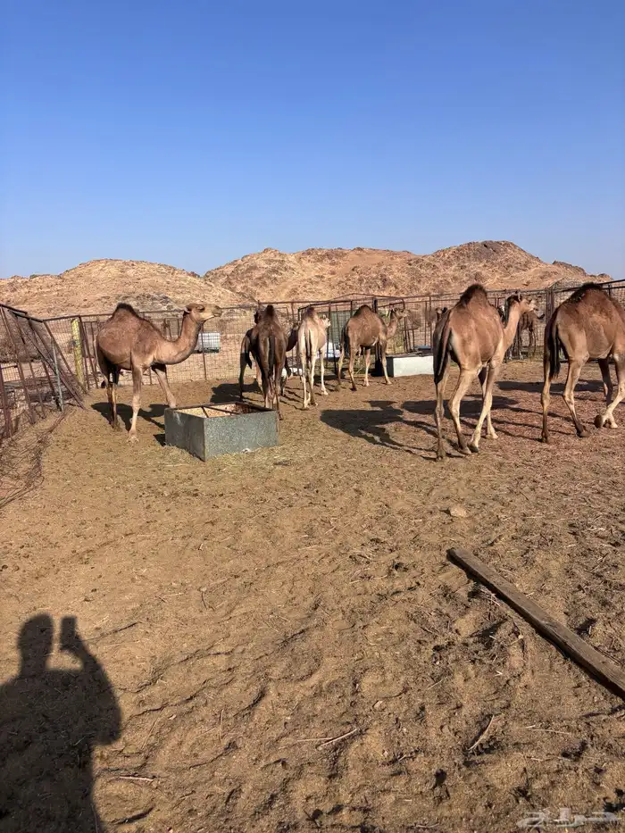 قعدان مافريد 8 9