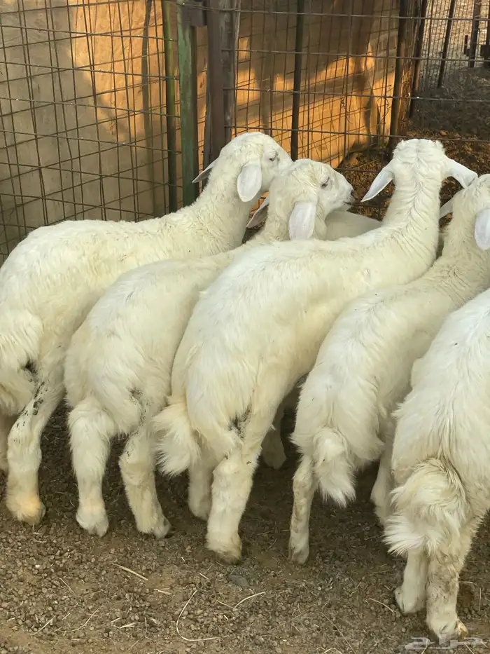 بهم حري نظيف 1