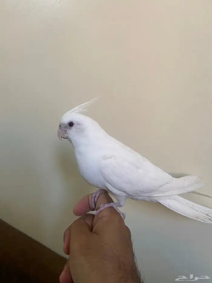 كروان البينو اليف (تم البيع) 1