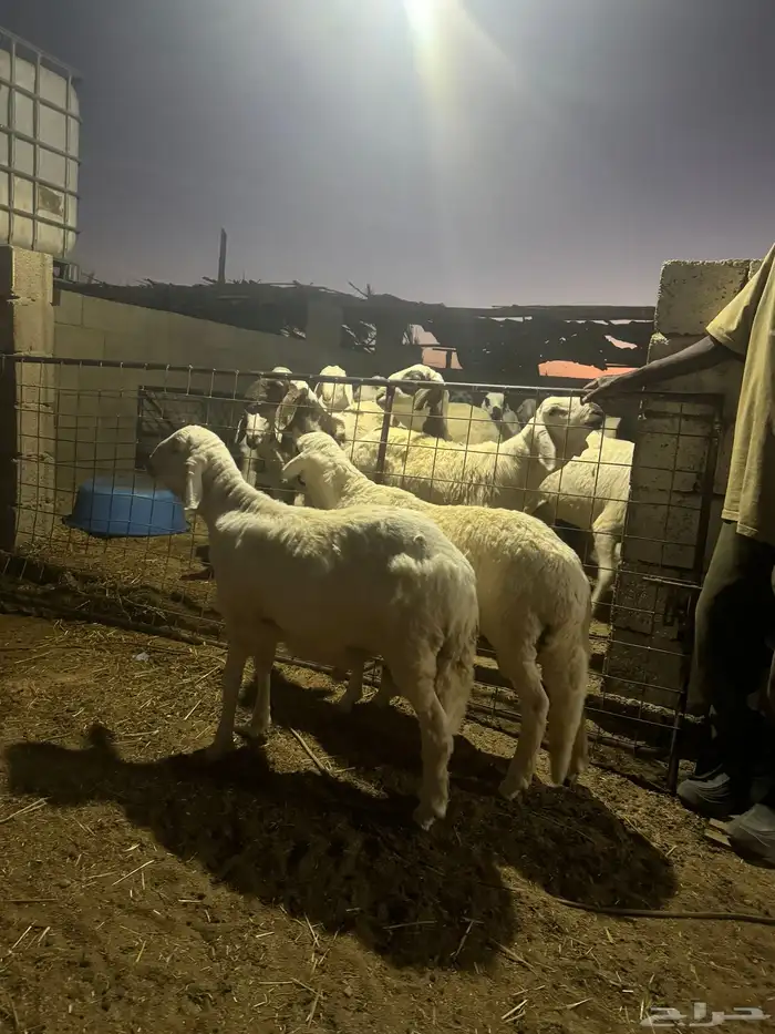 للبيع سواكن مرابي 1