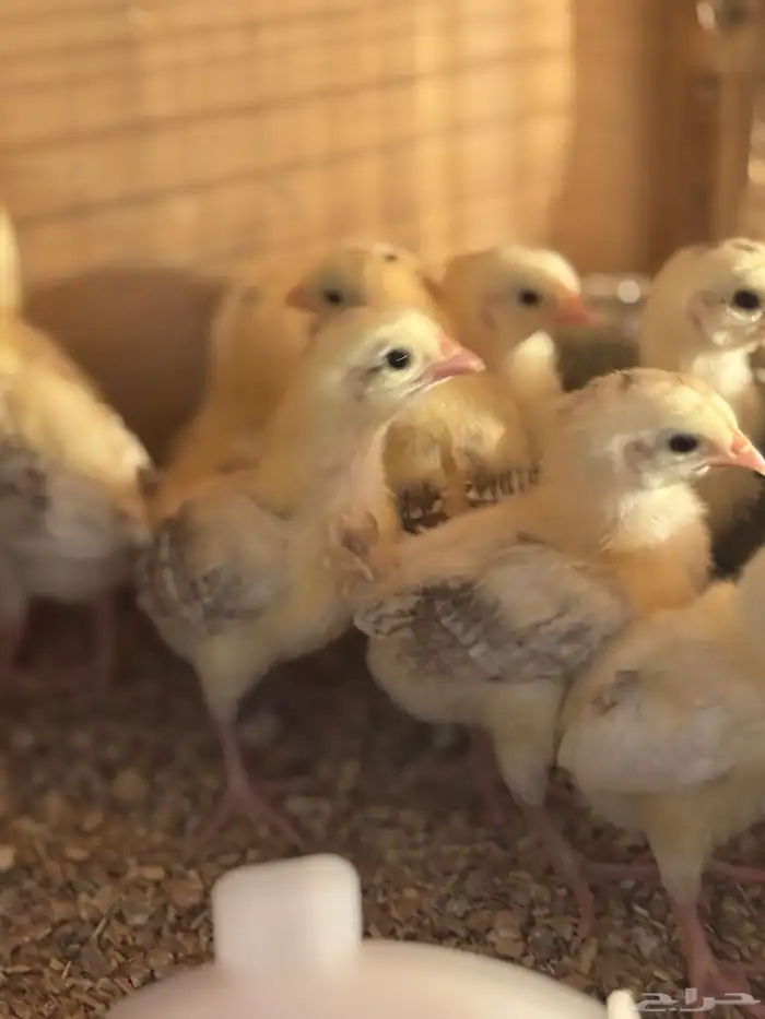 صوص بلدي فواتح 3