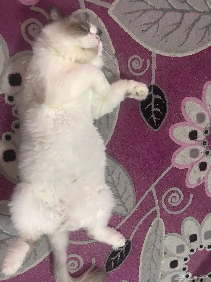 قط راغدول للتبني 4