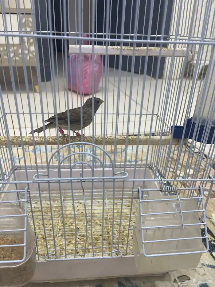 للبيع ياسمين شرط التغريد 0