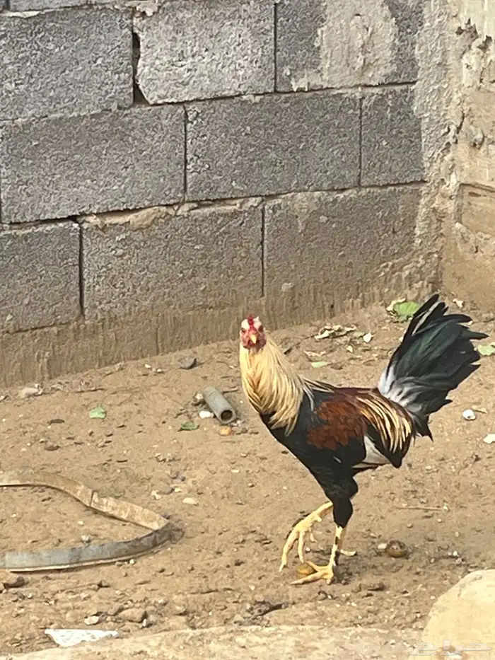 2 ديك ودجاجه للبيع 1