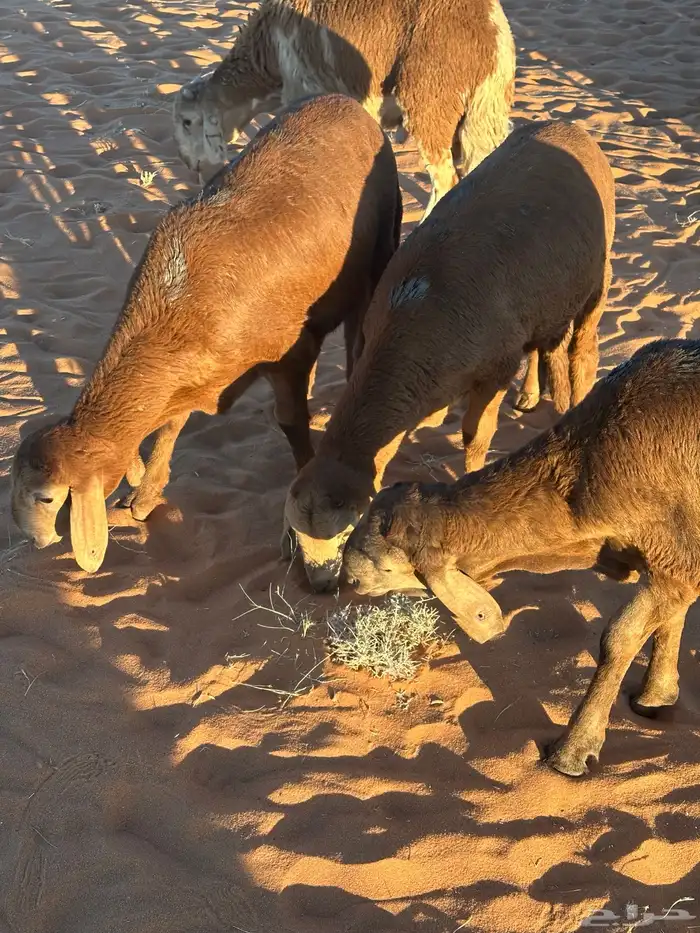 سواكن تنصفط للقناي العدد 30 30