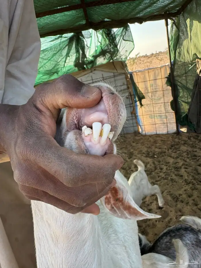 معزاء بيشيه جروف وصنف خلفات 12