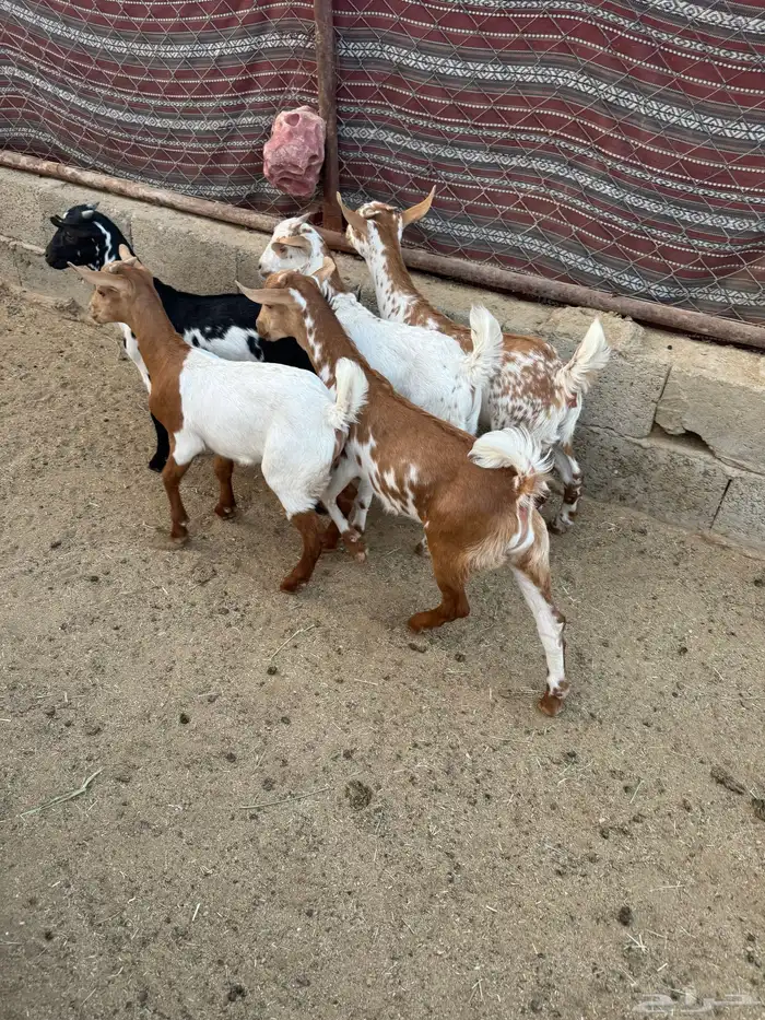 عرس حص تيوس وعناق 1