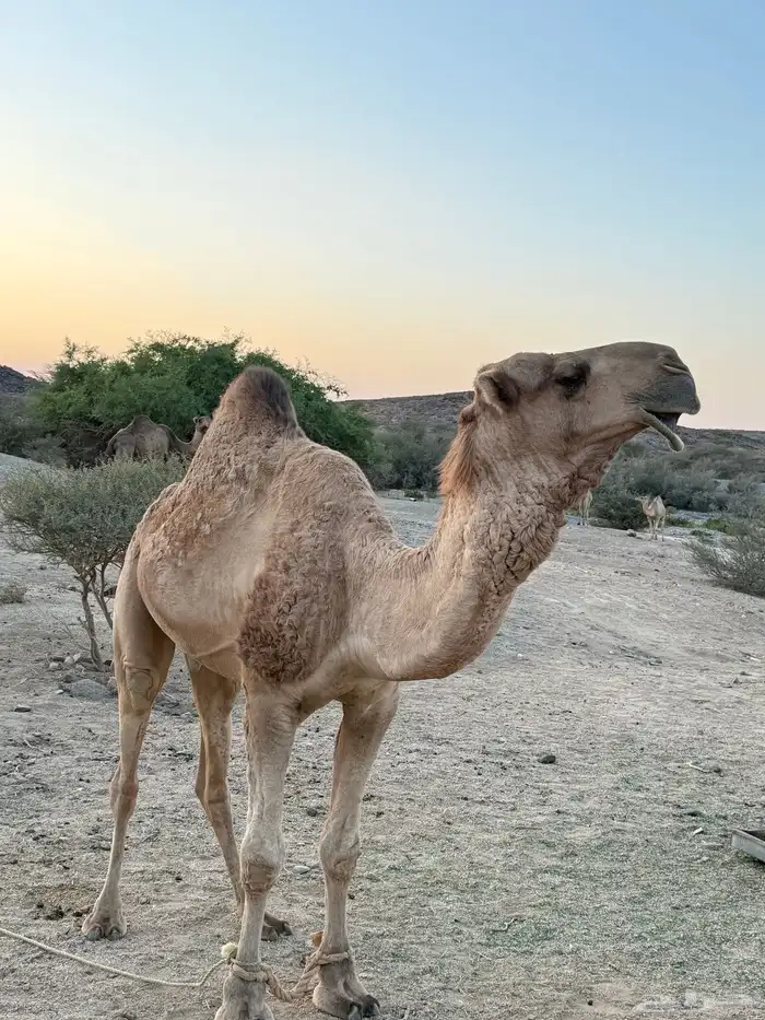 جمل اللون حمرالسن رباع بوه بعير بن رفعان 0