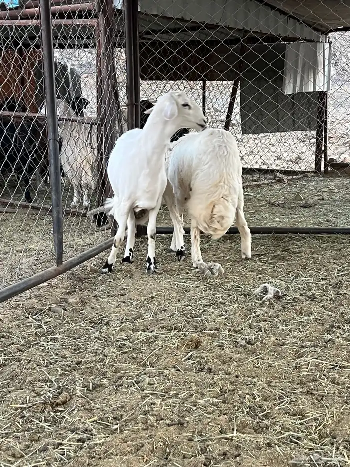 خروفين كفو كفو 8