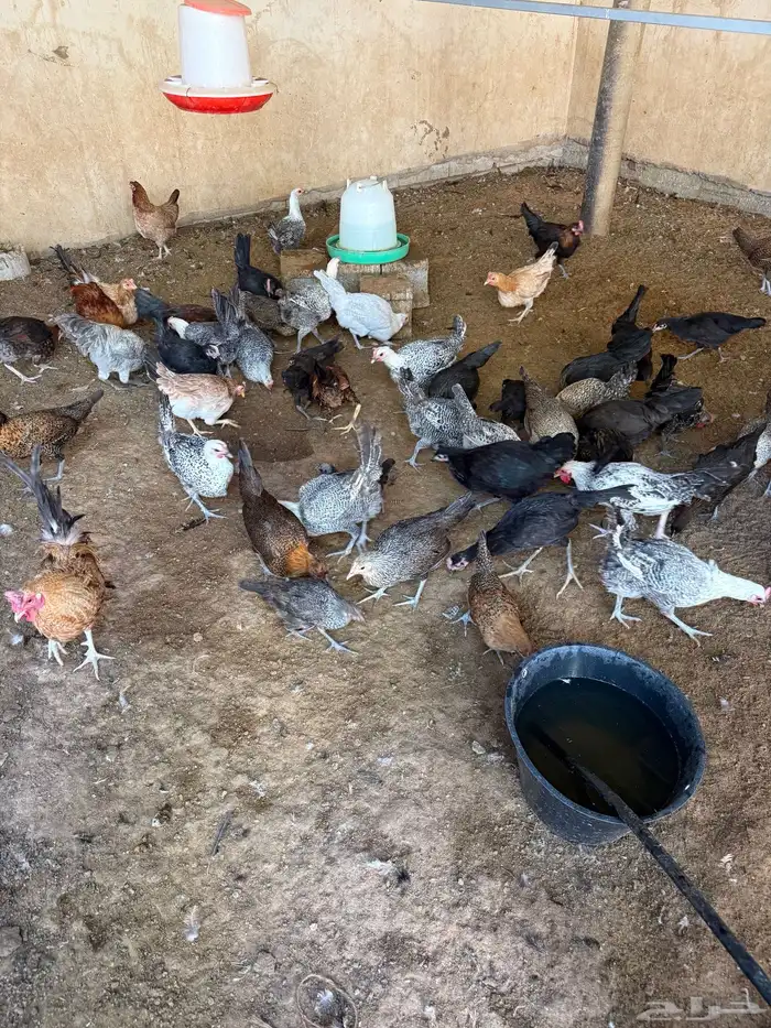 دجاج عربي وفيومي وحمام رقاصي للبيع 0
