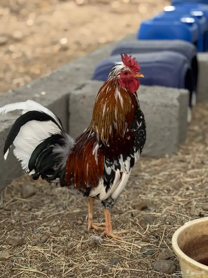 ديوك عربي أفرق مقبع 17