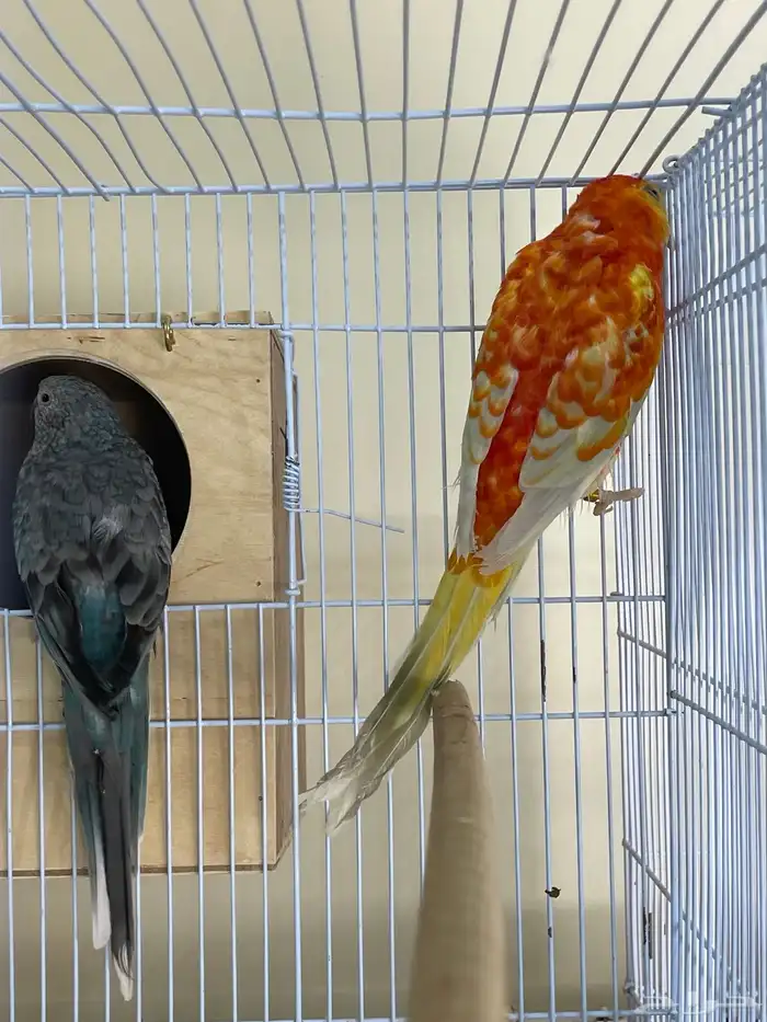 زوج براكيت منتج 4