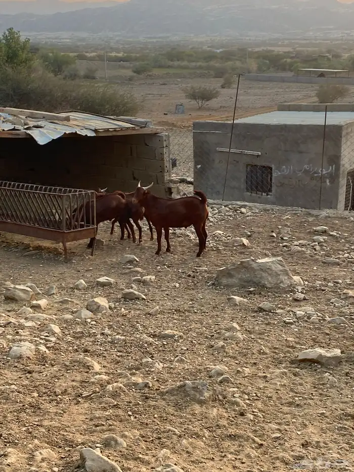 تيوس دهم للبيع فل شحم مناسبات زواجات العدد 30 البيع جمله 0