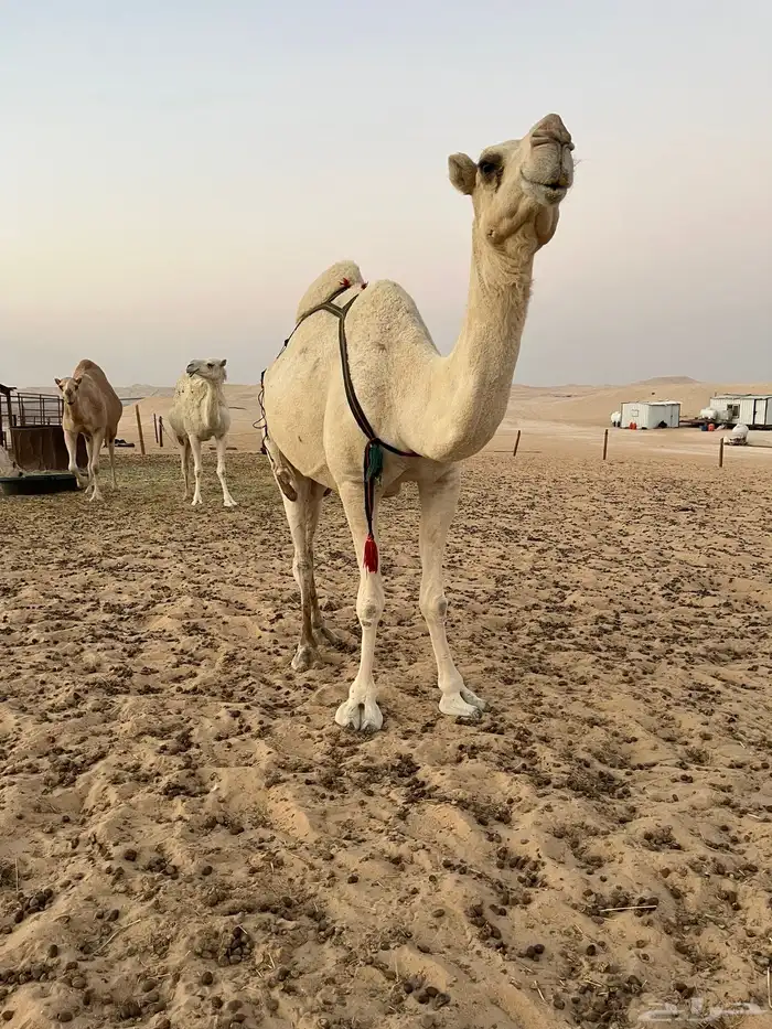 للبيع عشرا وضحا 1