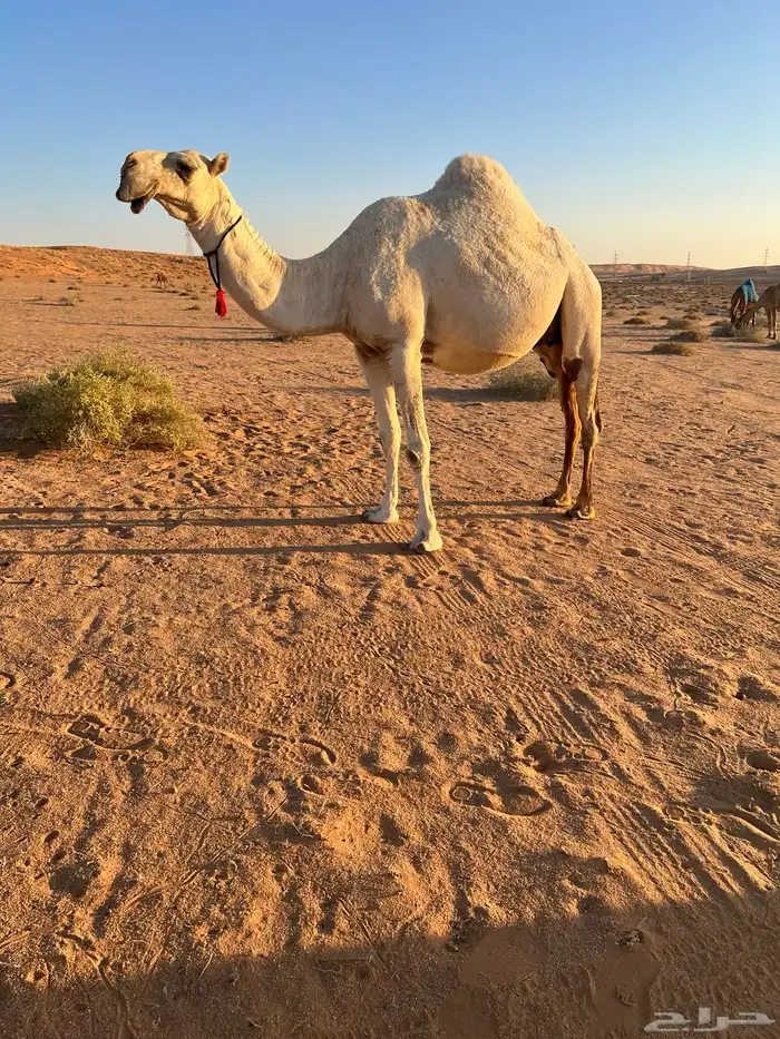 لقحه وضحا للبيع 0