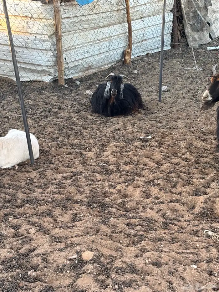 معزا مضاريع مع فحلها 2