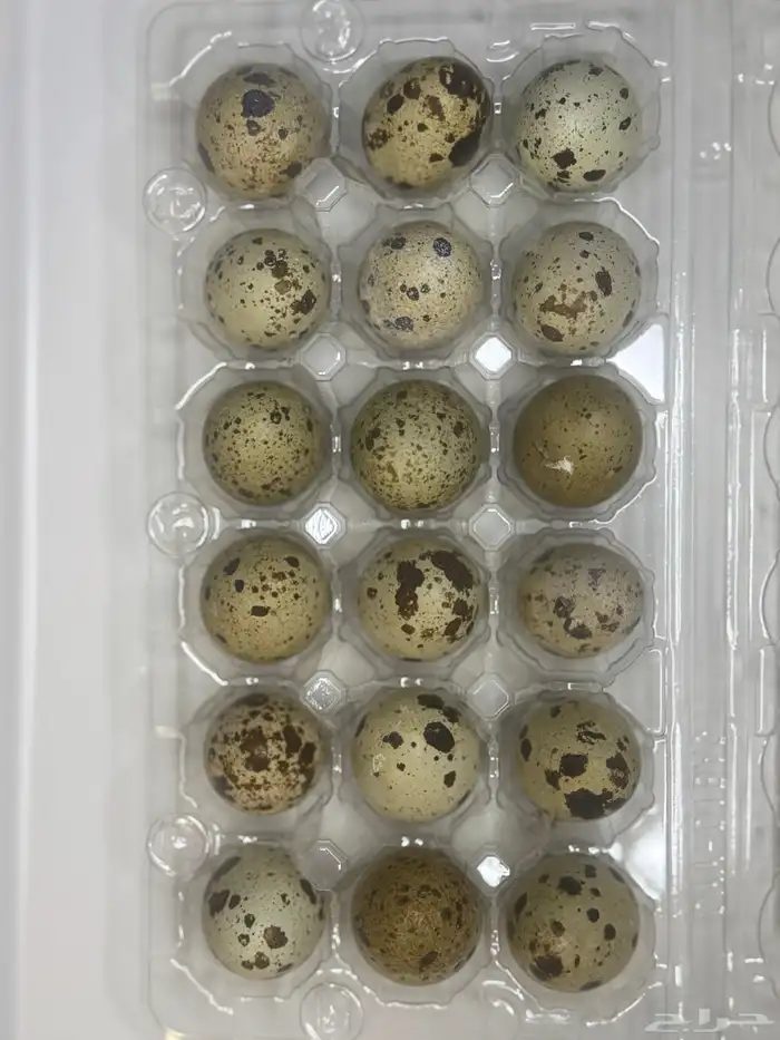 بيض سمان اكل فقط ( مائدة ) 0