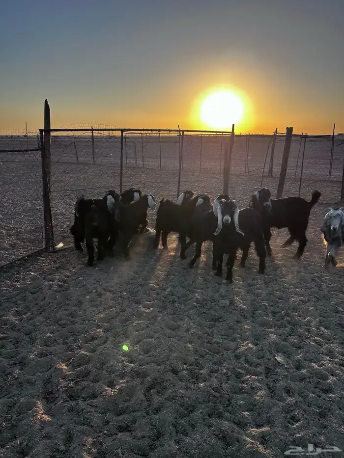 تيوس وجفارات 2