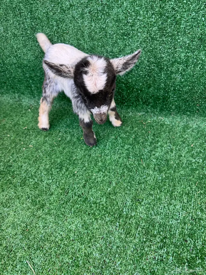 ماعز قزمي تشيكي امريكي 1