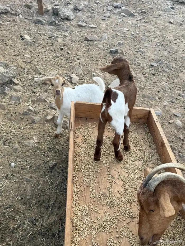 عنز محايليه متوم 13