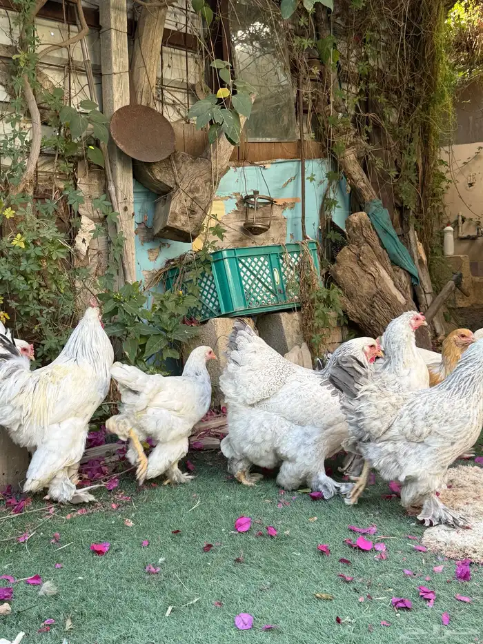 دجاج براهما 7