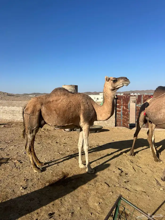 ابل ثلاث لبيع 1