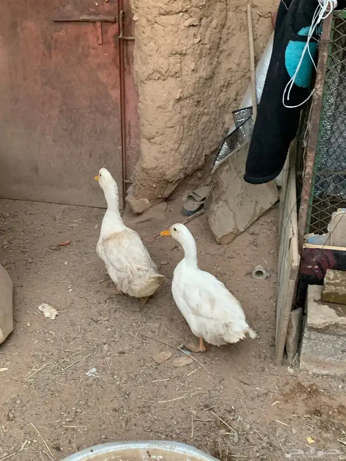 ذكور بط بكيني 2