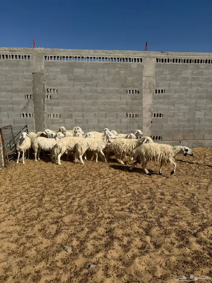 حري رخال دفيع جروم كبيره 0