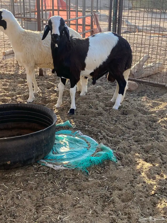 سواكن تربيه 2