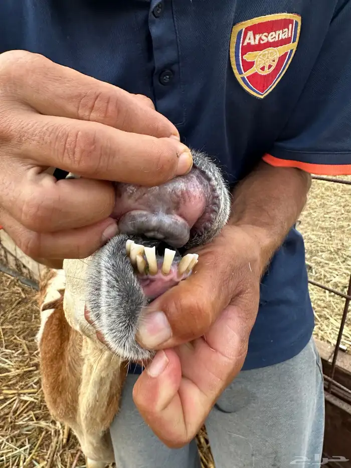 نعجه سواكني تبعها خروف 6