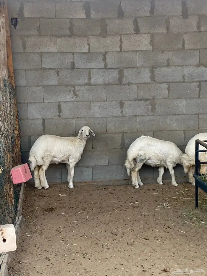 رخال فلل الفل   العمر اربع شهور 0