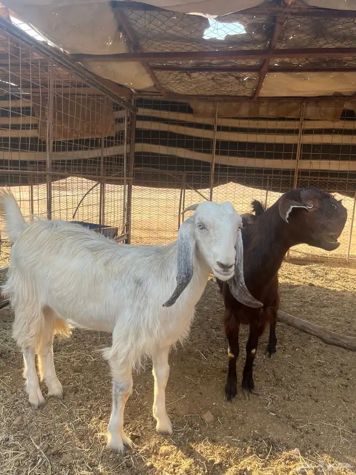 معزا للبيع 0