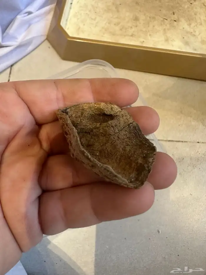 عود سيلاني قديم غابة ادمز ( تم البيع ) 8