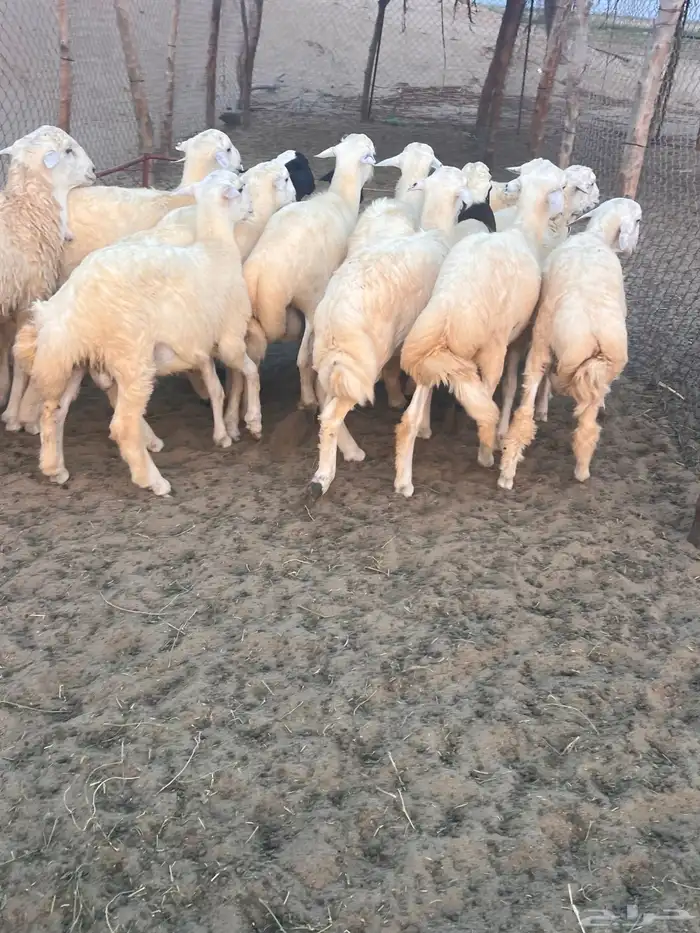 خرفان حريه نضيفه شرط للمناسبات 0